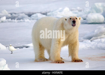 Orso polare con zampe sanguinosi, Eisbaer mit blutigen Tatzen Foto Stock