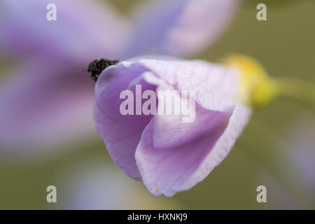 Cuckooflower o lady's smock (cardamine pratensis). Pianta perenne nella famiglia del cavolo (Brassicaceae), con piccolo coleottero impollinatori sul fiore Foto Stock