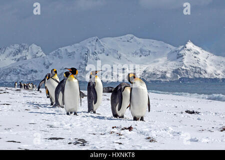 King's penguins - Suedgeorgien - Antartide, Koenigspinguine - Suedgeorgien - Antarktis Foto Stock