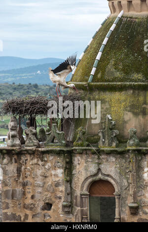 Cicogna bianca: Ciconia ciconia. Estremadura, Spagna Foto Stock