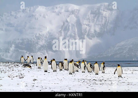 King's penguins - Suedgeorgien - Antartide, Koenigspinguine - Suedgeorgien - Antarktis Foto Stock