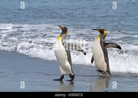 King's penguins - Suedgeorgien - Antartide, Koenigspinguine - Suedgeorgien - Antarktis Foto Stock