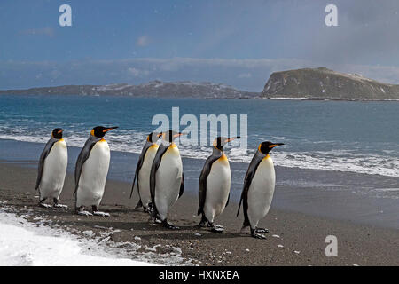 King's penguins - Suedgeorgien - Antartide, Koenigspinguine - Suedgeorgien - Antarktis Foto Stock