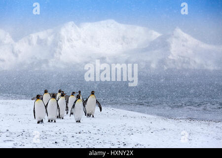 King's penguins - Suedgeorgien - Antartide, Koenigspinguine - Suedgeorgien - Antarktis Foto Stock