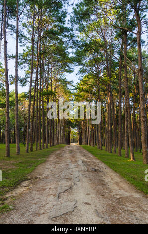 Road e la foresta del pino in serata a Suan figlio Bor Kaew Chiang Mai Thailandia Foto Stock