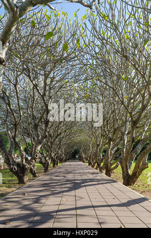 Albero Frangipani tunnel e percorso in nan provincia della Thailandia Foto Stock