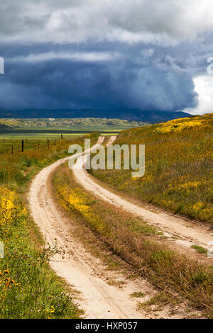 Un percorso sterrato fa il suo modo attraverso i fiori selvatici al Carrizo Plain Monumento Nazionale in California. Foto Stock