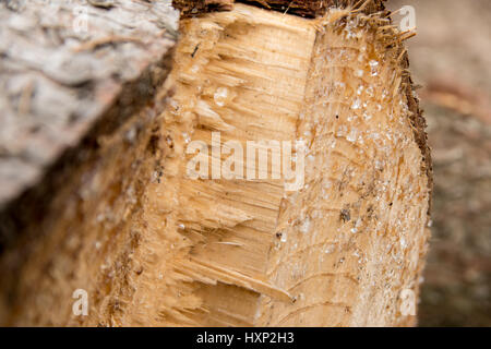 Extreme close up di gocce di resina su anelli di crescita della struttura ad albero di abete rosso Foto Stock