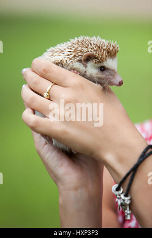 Un grazioso piccolo porcospino nelle mani di un uomo- African bianco- panciuto Foto Stock