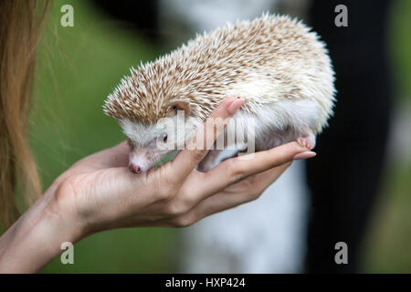 Un grazioso piccolo porcospino nelle mani di un uomo- African bianco- panciuto Foto Stock