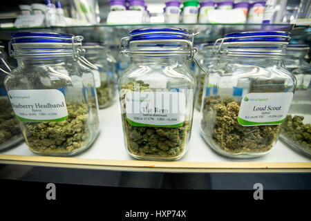 Vasi di vetro pieno di boccioli di marijuana sul display e per la vendita a un dispensario in Colorado Foto Stock