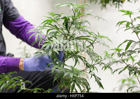 Un coltivatore di cannabis tende ad un idroponicamente coltivate piante di marijuana a una piscina crescere facility. Foto Stock