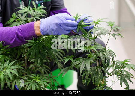 Un coltivatore di cannabis tende ad un idroponicamente coltivate piante di marijuana a una piscina crescere facility. Foto Stock