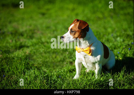 Di razza Jack Russel Terrier cane con giallo bow tie all aperto in natura su erba prato su un giorno d'estate. Foto Stock