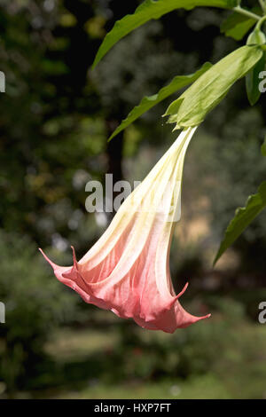 Brugmansia suaveolens, Brasile del bianco Angelo tromba, noto anche come Angelo lacrime su sfondo sfocato Foto Stock