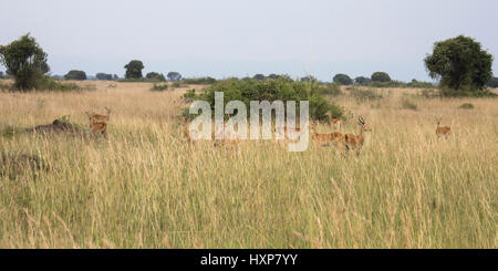 Gruppo di maschio e femmina di antilope kob in alte erbe nel Parco Nazionale Queen Elizabeth, Uganda. Foto Stock