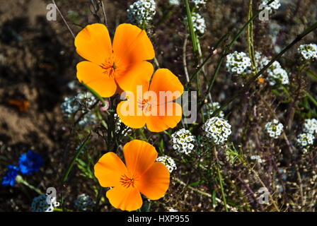 California wilflowers Foto Stock