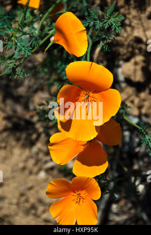 California wilflowers Foto Stock