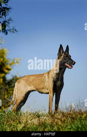 Malinois belga Foto Stock