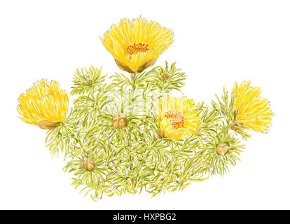 Disegno di una molla di Adone (Adonis vernalis) Piante fiorite su sfondo bianco. Matita e acquarello su carta. Foto Stock