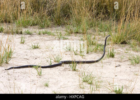 Black Mamba, Dendroaspis polylepis - Black Mamba, Schwarze Mamba | Dendroaspis polylepis - Black Mamba Schwarze Mamba auf der Suche nach Nahrung. Server di stampa SEH Foto Stock