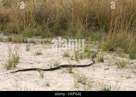 Black Mamba, Dendroaspis polylepis - Black Mamba, Schwarze Mamba | Dendroaspis polylepis - Black Mamba Schwarze Mamba auf der Suche nach Nahrung. Server di stampa SEH Foto Stock