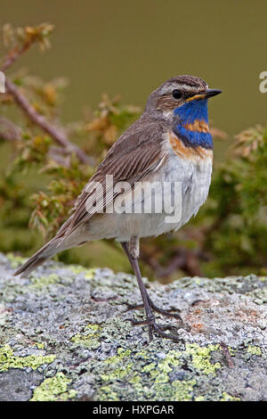 Blue robins rotsterniges, Luscinia svecica - Pettazzurro piccoli uomini Svezia, Blaukehlchen rotsterniges | Luscinia svecica - Pettazzurro Maennchen Foto Stock