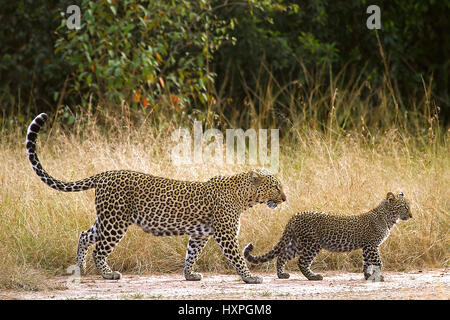 Leopardess con il suo animale giovane nella savana Leopardin mit ihrem Jungtier in der Savanne Masai Mara, Kenia Foto Stock