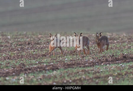 Unione marrone (Comune) Lepri- Lepus europaeus, la molla. Regno Unito. Foto Stock