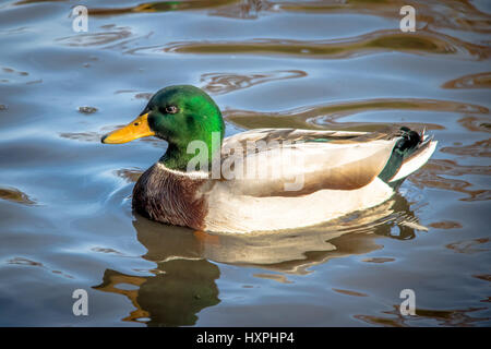 Maschio di Mallard duck nuotare in un stagno di High Park - Toronto, Ontario, Canada Foto Stock