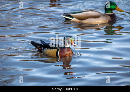 Maschi di anatra di legno a nuotare in un stagno di High Park - Toronto, Ontario, Canada Foto Stock