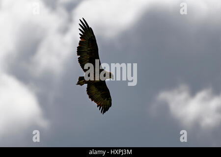 Snake Marrone-eagle (Circaetus cinereus) in volo, il Parco Nazionale Kruger, Sud Africa Foto Stock