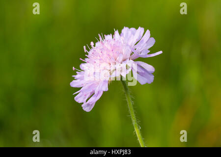 Campo vedova del fiore, Knautia arvense, ordinare teasel-simili (Dipsacales), famiglia caprifoglio piante (Caprifoliaceae), sottofamiglia piante teasel (Dipsacoid Foto Stock