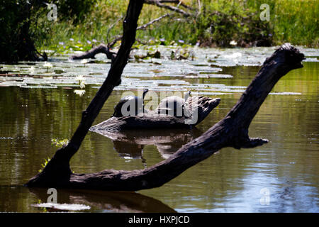 2 seghettati incernierato Terrapin (Pelusios sinuatus) in appoggio sul log, il Parco Nazionale Kruger, Sud Africa Foto Stock