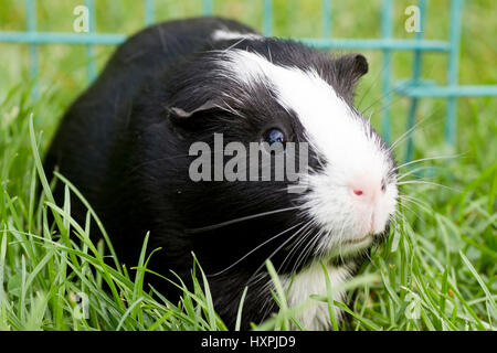 Cavie capelli lisci in bianco e nero, Meerschweinchen Glatthaar schwarz-weiss Foto Stock