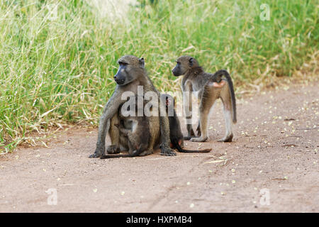 Chacma Baboon con giovani avanzamento ( Papio ursinus ), il Parco Nazionale Kruger, Sud Africa Foto Stock