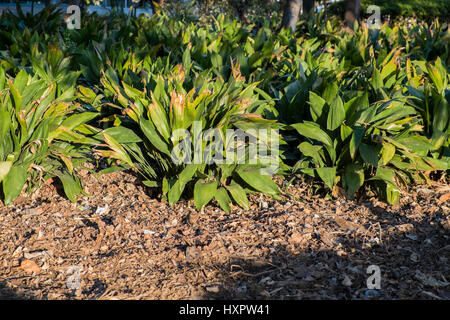Aspidistra elatior. Parque de la Paloma, Benalmadena Malaga, Spagna Foto Stock