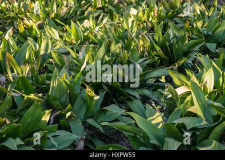 Aspidistra elatior. Parque de la Paloma, Benalmadena Malaga, Spagna Foto Stock