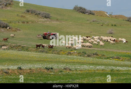 Un agricoltore imbrancandosi di capre e pecore nel distretto di Nicosia, Repubblica di Cipro. Foto Stock