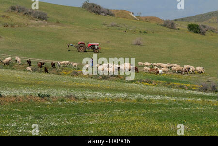 Un agricoltore imbrancandosi di capre e pecore nel distretto di Nicosia, Repubblica di Cipro. Foto Stock