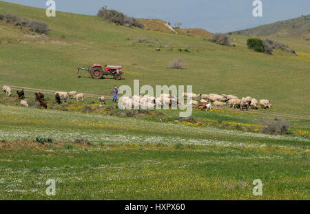 Un agricoltore imbrancandosi di capre e pecore nel distretto di Nicosia, Repubblica di Cipro. Foto Stock