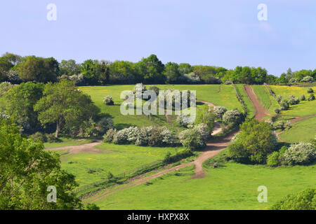 Paese percorsi attraverso i verdi campi, prati fioriti, siepe, in una campagna inglese, su una soleggiata giornata estiva . Foto Stock