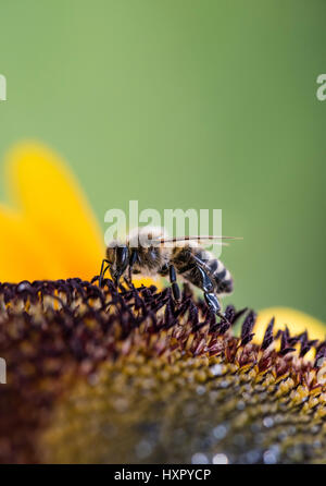 Extreme close-up di bee / honeybee (Apis mellifera) insetto raccogliendo il polline di un girasole Foto Stock