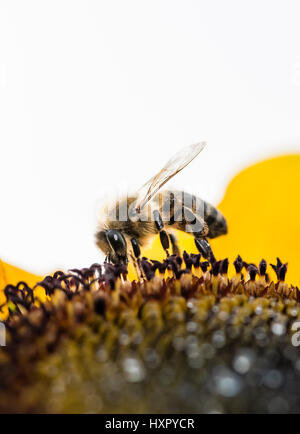 Extreme close-up di bee / honeybee (Apis mellifera) insetto raccogliendo il polline di un girasole Foto Stock