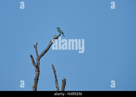 La fauna selvatica foto di scintillante blu e viola bird, rullo indiano, Coracias benghalensis appollaiato sul ramo di morti Foto Stock