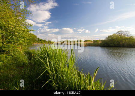 Riserva naturale Reinheimer di stagni, puro home, Assia, ode legno , Naturschutzgebiet Reinheimer Teiche, Reinheim,Hessen,Odenwald Foto Stock