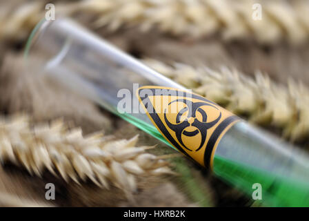 Tubo di prova con la biologia simbolo di pericolo e spighe di grano, genetici di frumento, Reagenzglas mit Biogefährdung-Symbol und Weizenähren, Gen-Weizen Foto Stock