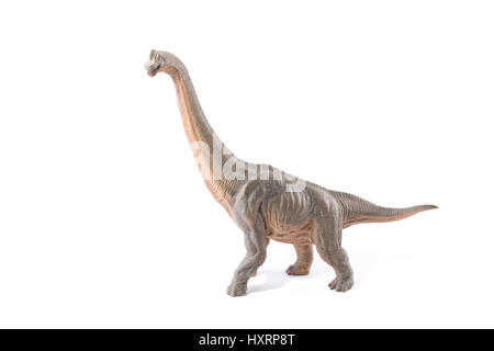 Brown Brachiosaurus altithorax dal tardo Jurassic corpo pieno sfondo bianco Foto Stock