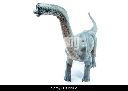 Vista dalla cima del verde Brachiosaurus altithorax dal tardo Jurassic corpo pieno sfondo bianco Foto Stock