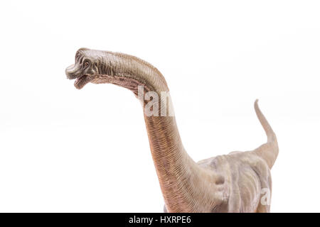 Testa e collo stretto di marrone Brachiosaurus altithorax dal tardo Jurassic corpo pieno sfondo bianco Foto Stock